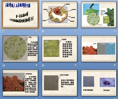 单细胞结构图手抄报 手抄报简单又好看细胞的物质输入和运输手抄报 手