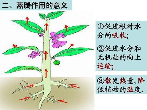 呼吸作用和蒸腾作用的手抄报 手抄报图片大全集