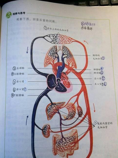 关于体循环的手抄报 手抄报模板大全