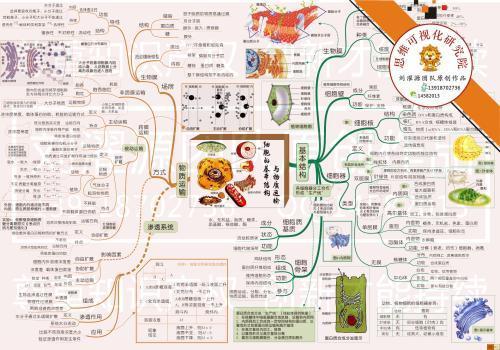 七年级下册生物第二章思维导图手抄报四年级下册手抄报