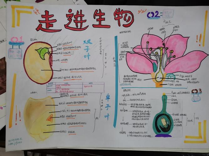 广南学校初一生物《花朵与种子的故事》手抄报比赛