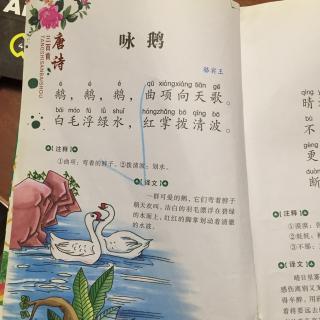 画鹅不用写字的手抄报 汉字的手抄报