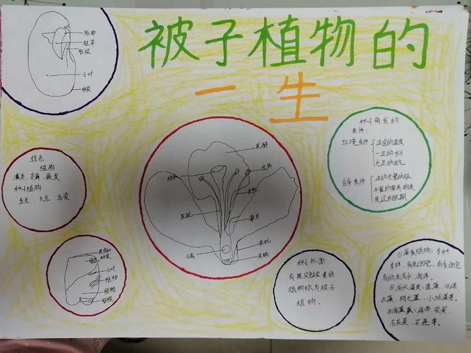 科尔沁实验初中七年九班 生物第三期手抄报《被子植物的一生》