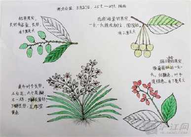 观察3年级科学植物手抄报简单模板科学植物手抄报内容写什么手抄报