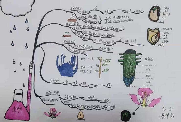 科尔沁河西实验初中七年4班第三期生物手抄报被子植物的一生