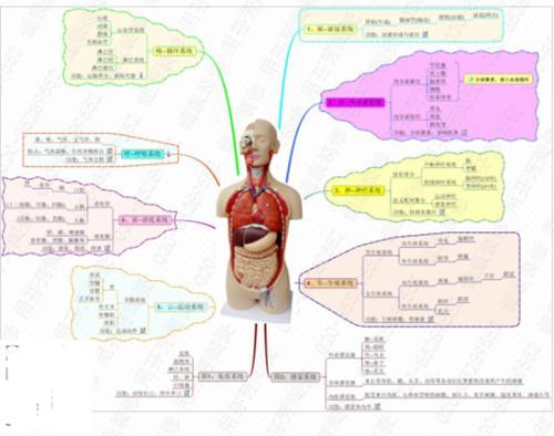 人体的八大系统手抄报 手抄报排版-蒲城教育文学网