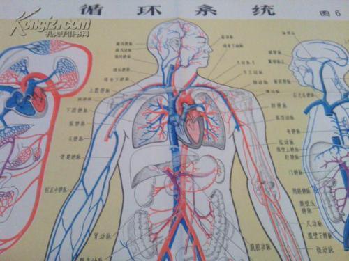 循环系统解剖图手抄报 手抄报图片大全集