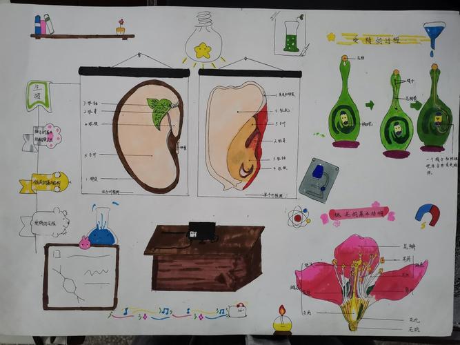 广南学校初一生物《花朵与种子的故事》手抄报比赛