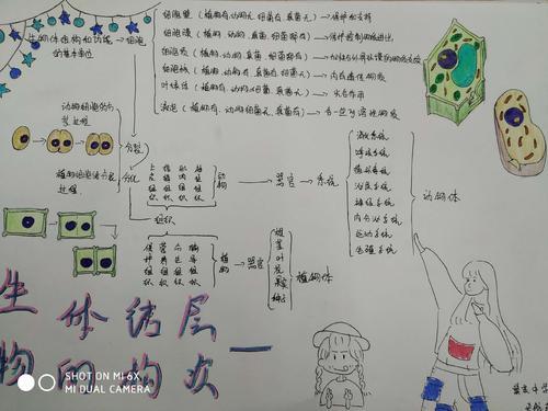 生物和生物圈思维导图手抄报 生物手抄报