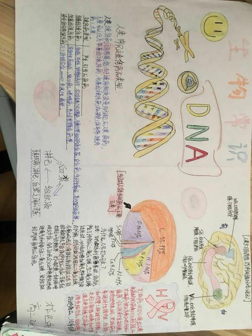 生物手抄报简报