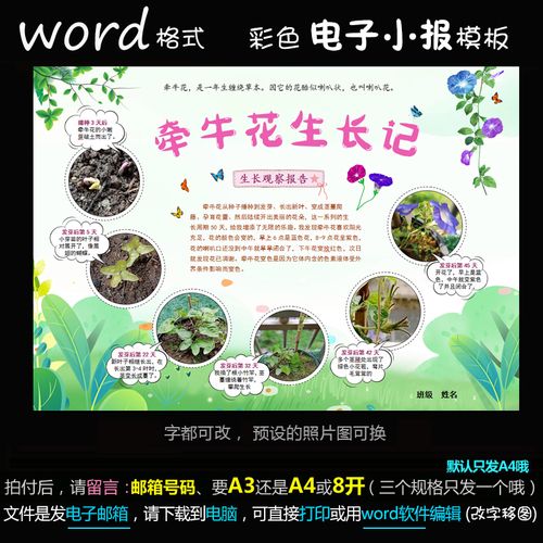 z137电子手抄报word版植物生长小报种子成长观察牵牛花生长记