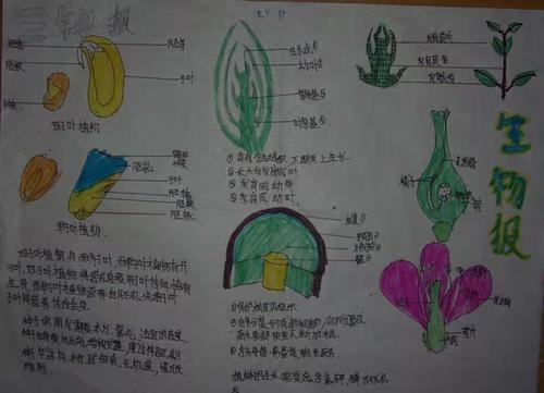 科尔沁实验初中七年级14班生物第三期手抄报主题内容被子植物的一生