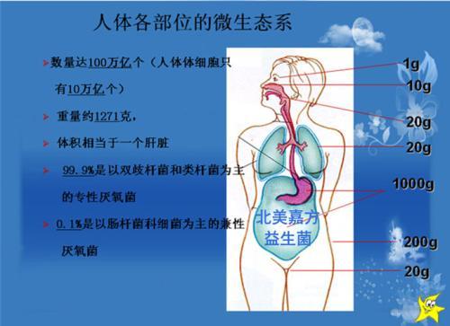 肠道里的细菌手抄报手抄报图片大全