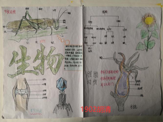 科尔沁区河西实验初中七年14班生物手抄报主题内容《生物圈中的绿色八