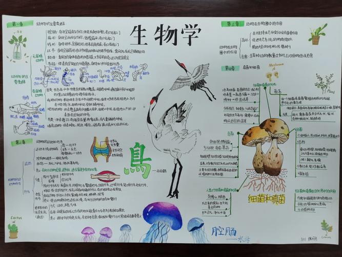 八上生物手抄报展示