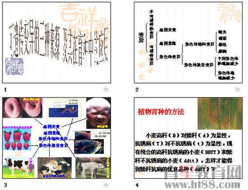 生物遗传提纲手抄报生物手抄报