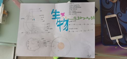 科区河西实验初中七年十一班制作生物第一期手抄报