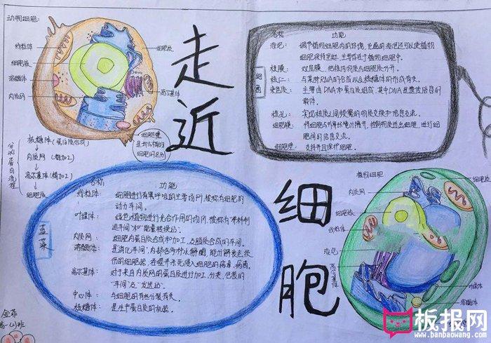 漂亮的生物手抄报图片走进细胞