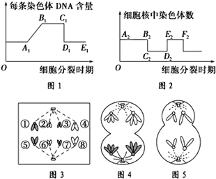 生物有丝分裂手抄报 生物手抄报