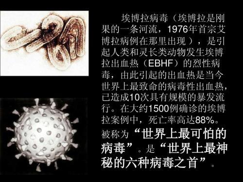 关于埃博拉病毒的英语手抄报 春天的英语手抄报