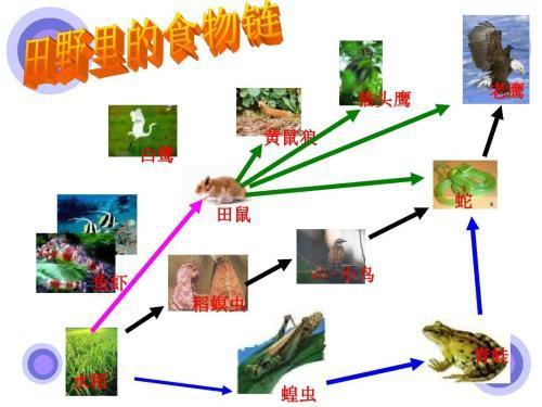 科学食物链和食物网的手抄报食物手抄报