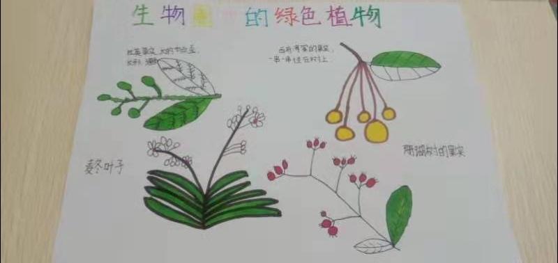 科尔沁区实验初中七年三班生物手抄报主题内容《生物圈中的绿色植物》