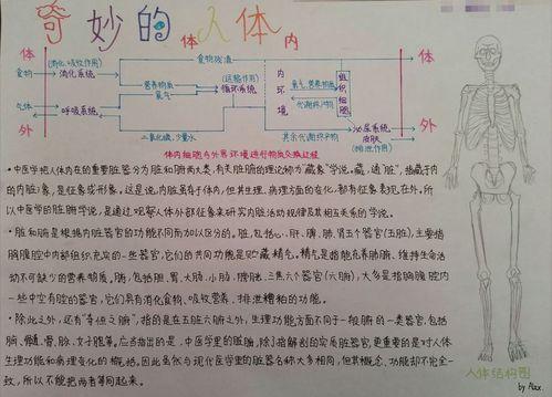 科学人体内部的秘密手抄报关于西部的手抄报