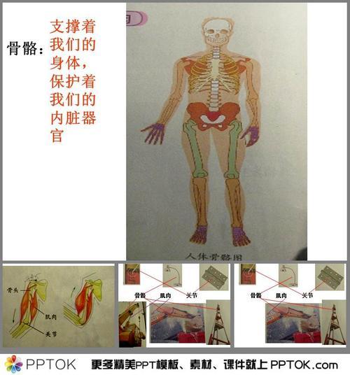 骨骼关节肌肉手抄报手抄报图片素材