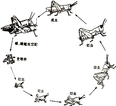 蝗虫的生殖与发育手抄报党的生日手抄报