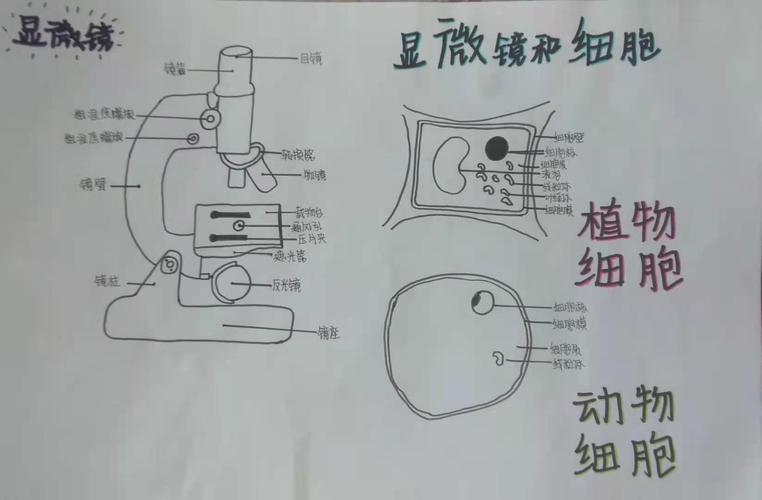 七年八班生物手抄报第一期显微镜与细胞