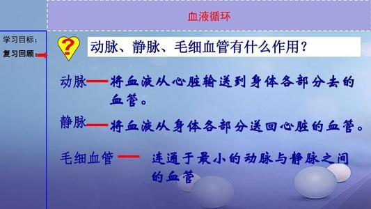 七年级下生物血液循环手抄报一年级下册手抄报