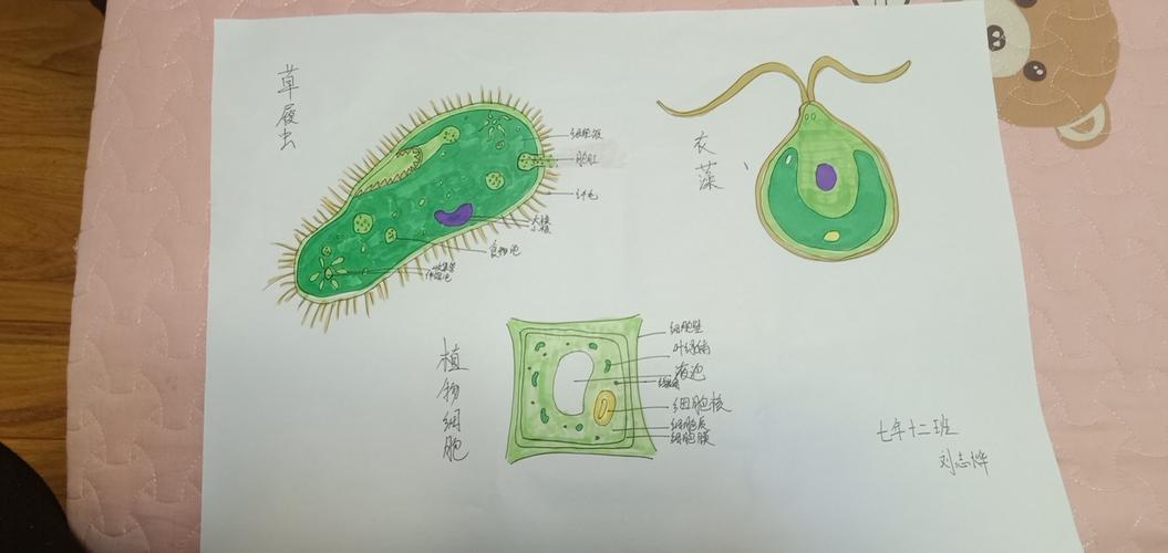 六年级科学手抄报单细胞结构图手抄报 手抄报简单又好看其它 2020级15