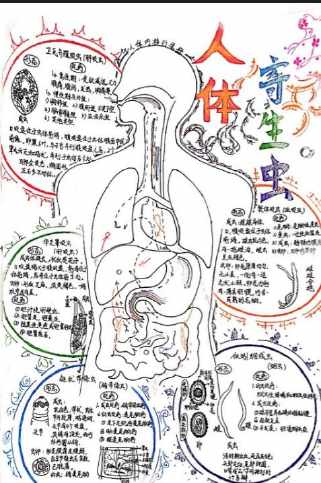 人类物种起源的演化过程手抄报 人类的老师手抄报