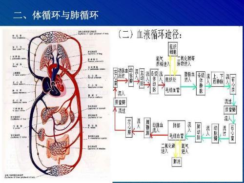 关于血液循环系统的手抄报 手抄报简单又好看