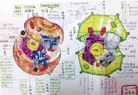 生物高一细胞手抄报高一英语手抄报