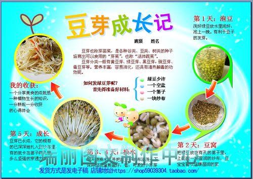 绿豆芽成长日记手抄报数学日记手抄报