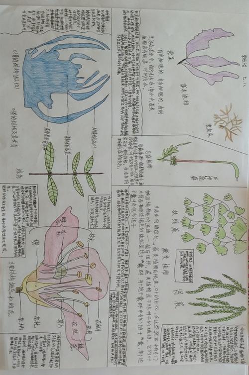 七年八班生物第二期手抄报 生物圈的绿色植物