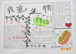 生物关于食物消化的手抄报 食物手抄报