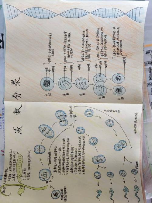 生物知识点手抄报 细胞的增殖