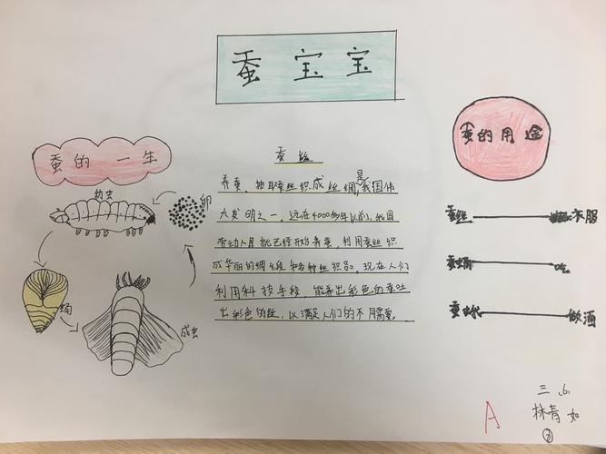 科学作业蚕的一生手抄报