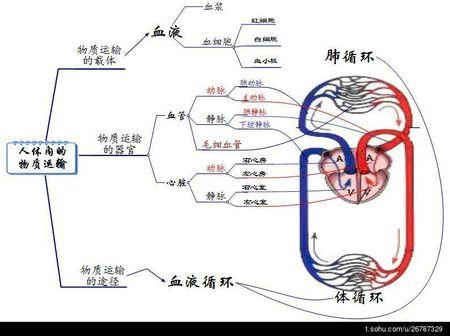 肺循环和体循环的手抄报 手抄报版面设计图