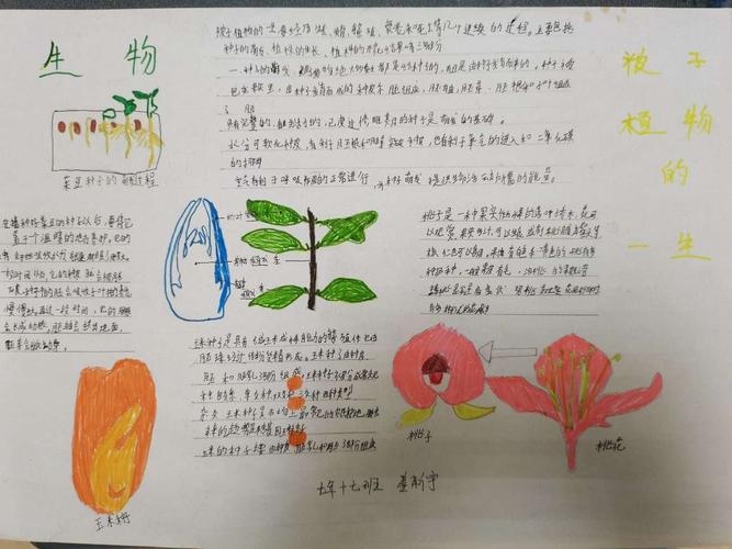 科尔沁实验初中七年十七班生物手抄报第三期