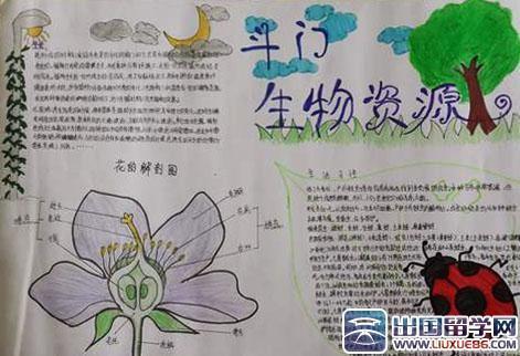 生物手抄报