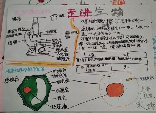 其它 科尔沁实验初中七年十七班地生手抄报第一期 写美篇细胞生物学是