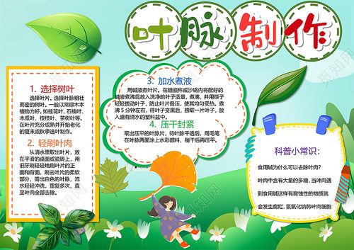 觅知网 小报 小学生手抄报 清新叶脉制作科普知识树叶制作流程小报.