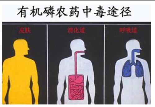 有机磷农药中毒的手抄报禁毒的手抄报