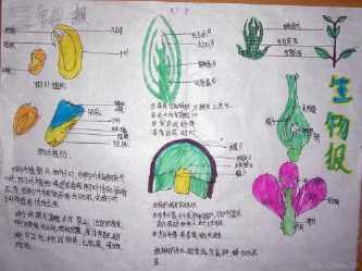 被子植物生长到萌发的手抄报植物园手抄报