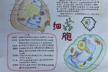 生物手抄报图片大全生物手抄报内容生物手抄报资料