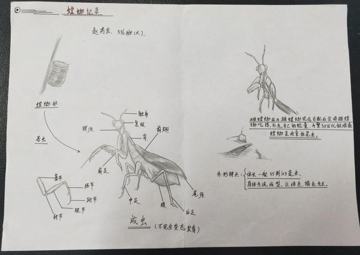 手抄报作品展 写美篇             萤火虫是一种人见人爱的小东西