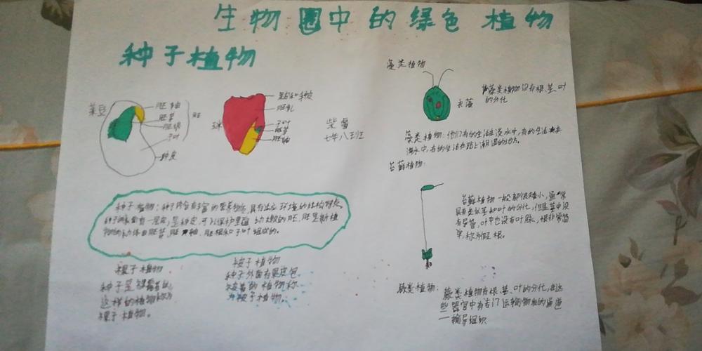 七年八班生物第二期手抄报 生物圈的绿色植物